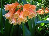 Clivia nobili 1 